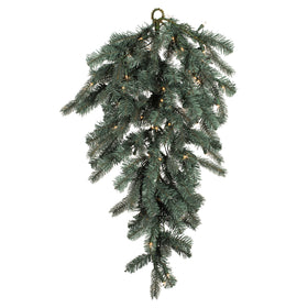 Colorado Blue Spruce