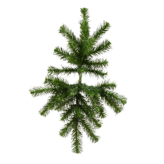 Douglas Fir