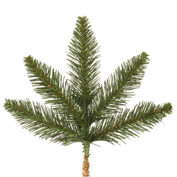 Camdon Fir