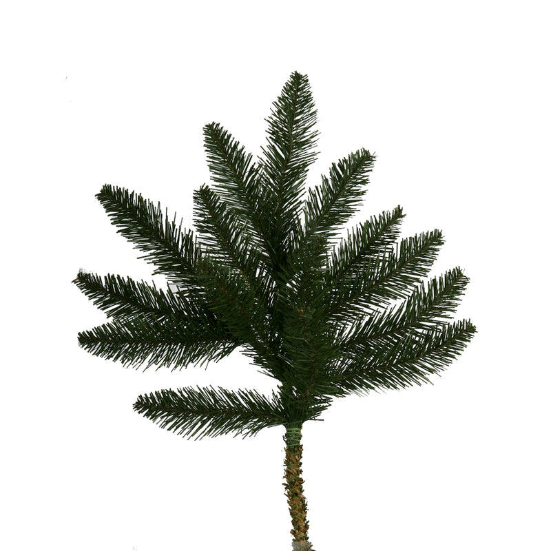 Camdon Fir