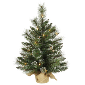 Snow Tipped Pine