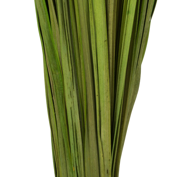 28-32" Basil Wild Flax Grass - 12oz