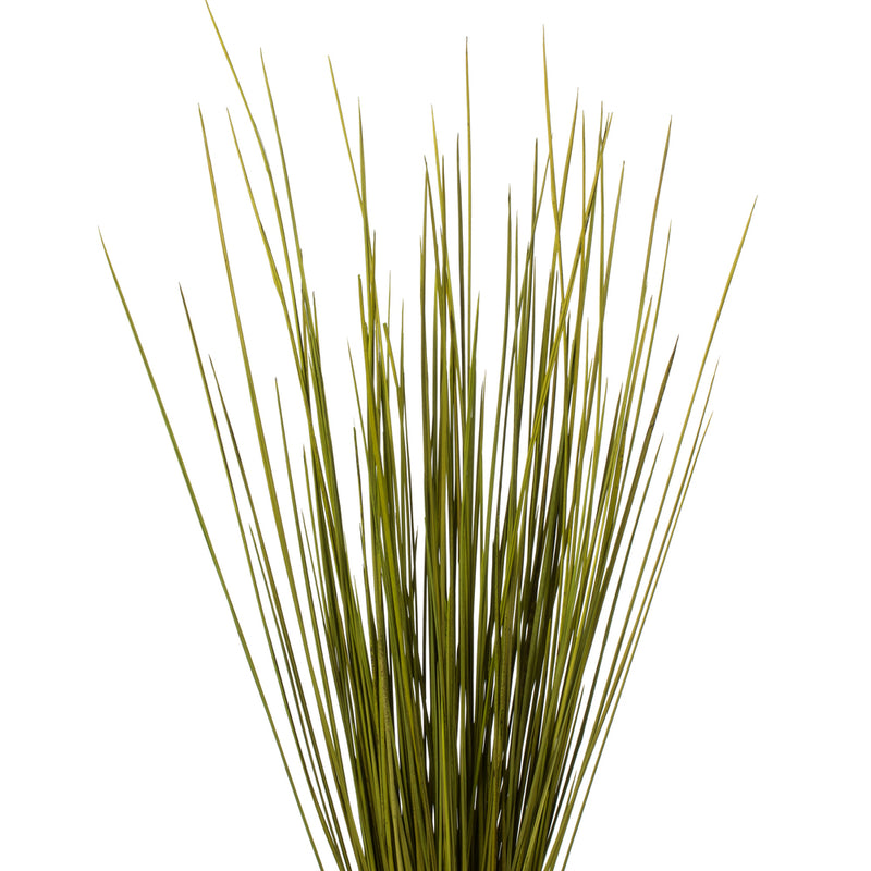 24-30" Basil Whip Grass 16oz