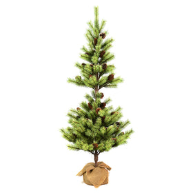 Austrian Pine Series
