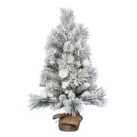 Frosted Beacon Pine
