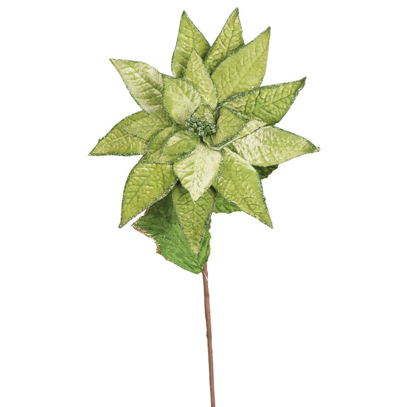 Poinsettia Stem