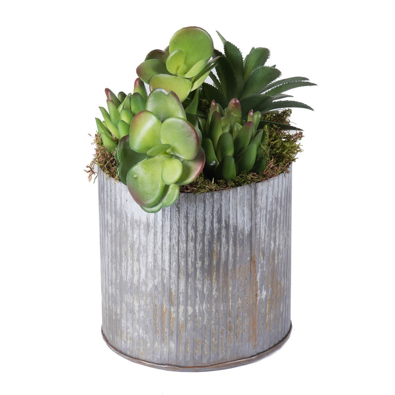 Tin Container with Succulents