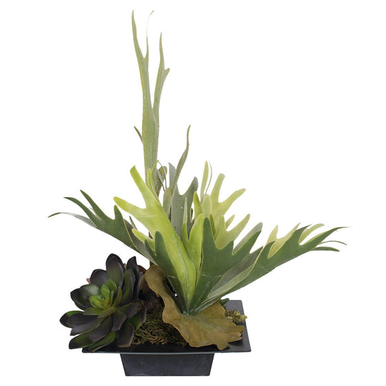 18" Staghorn Fern with Mix Succulents