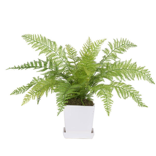 17" Fern in Matte Planter