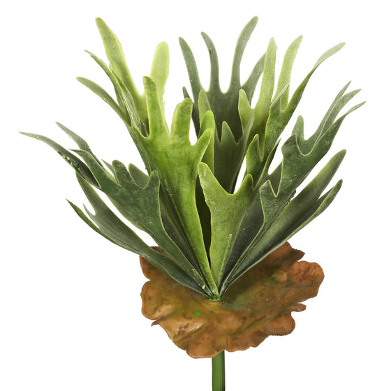 13" Staghorn Fern Bush Frosted-Green