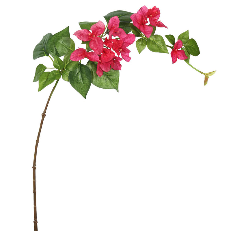 Bougainvillea Stem