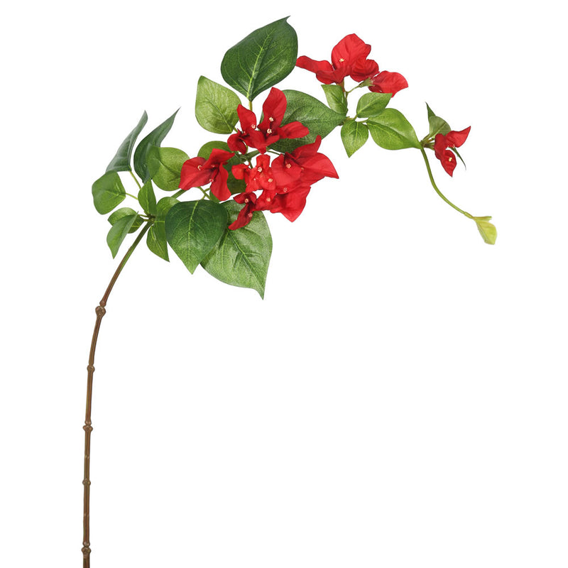 Bougainvillea Stem