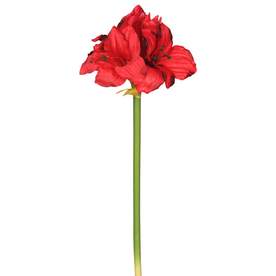 28" Red Single Amaryllis 3/pk