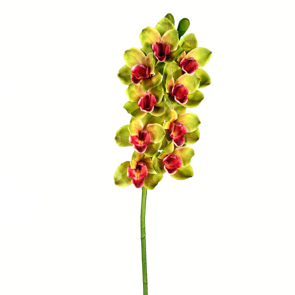 Cymbidium Orchid