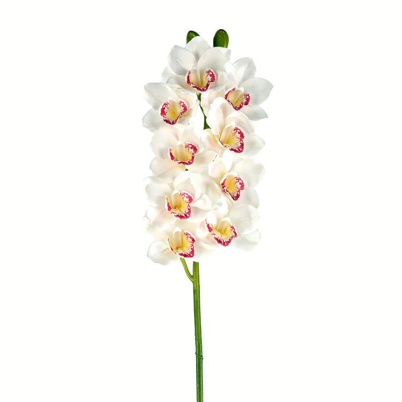 Cymbidium Orchid