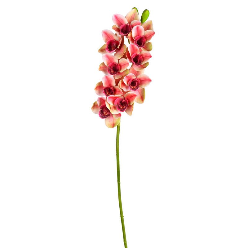 Cymbidium Orchid