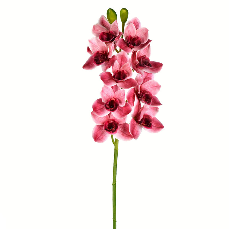 Cymbidium Orchid