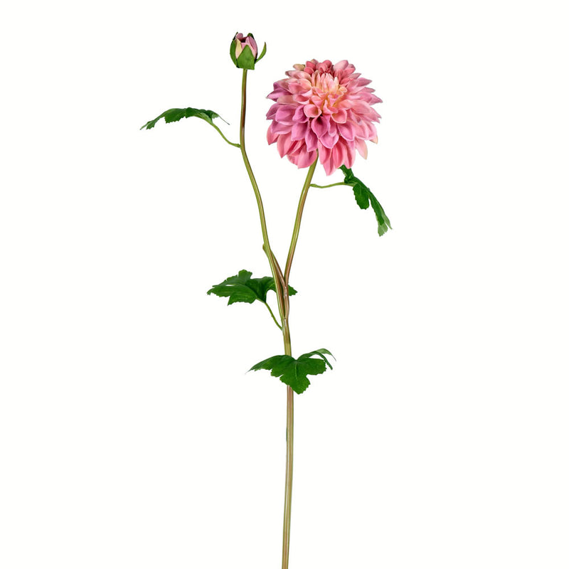 Dahlia Stem