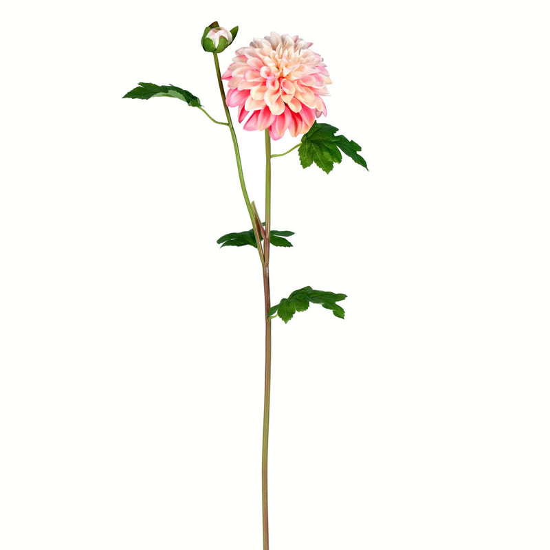 Dahlia Stem