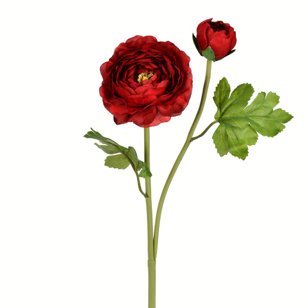 Ranunculus Stem