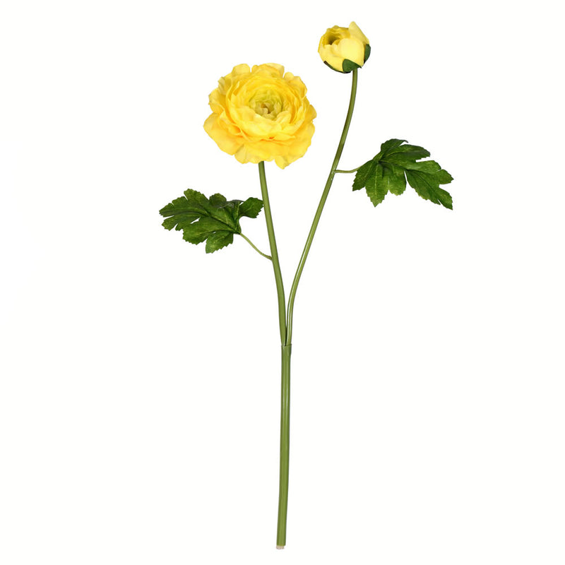 Ranunculus Stem