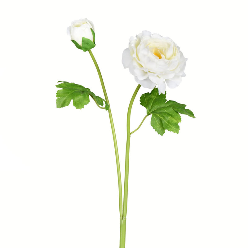 Ranunculus Stem