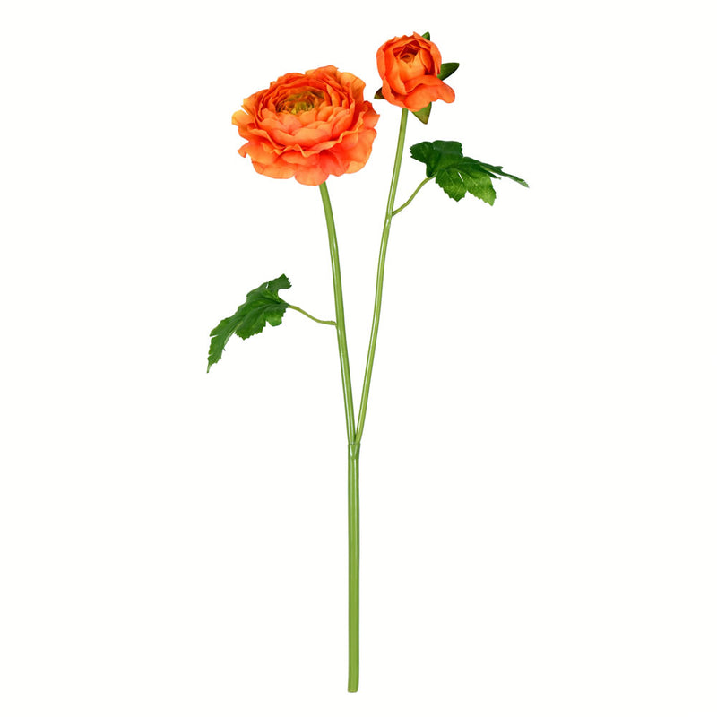 Ranunculus Stem