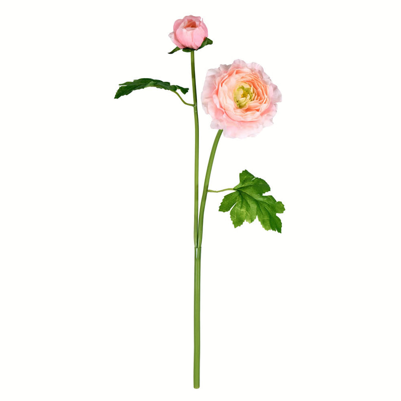 Ranunculus Stem