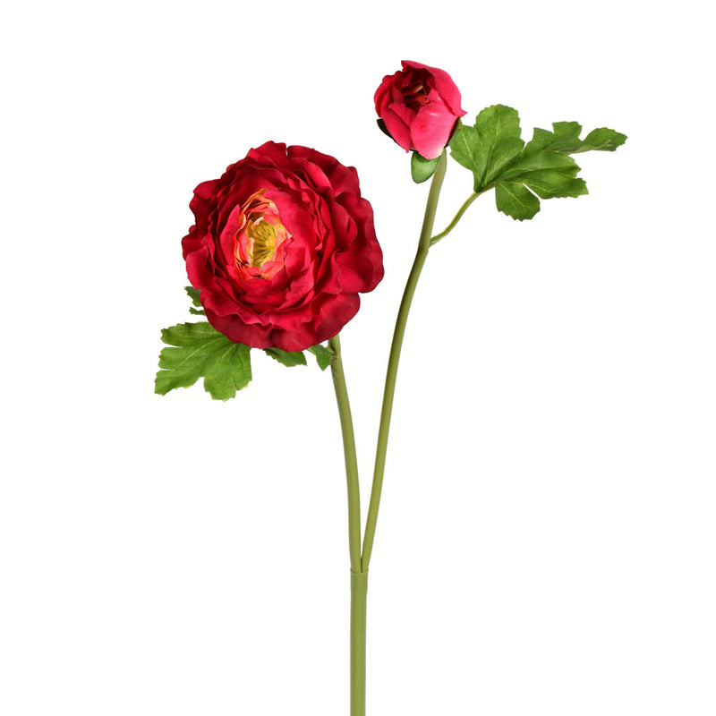 Ranunculus Stem