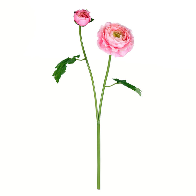 Ranunculus Stem