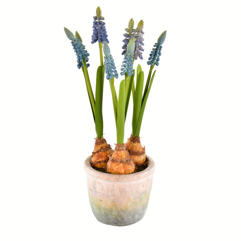 10" Blue Hyacinths in Container 2/pk