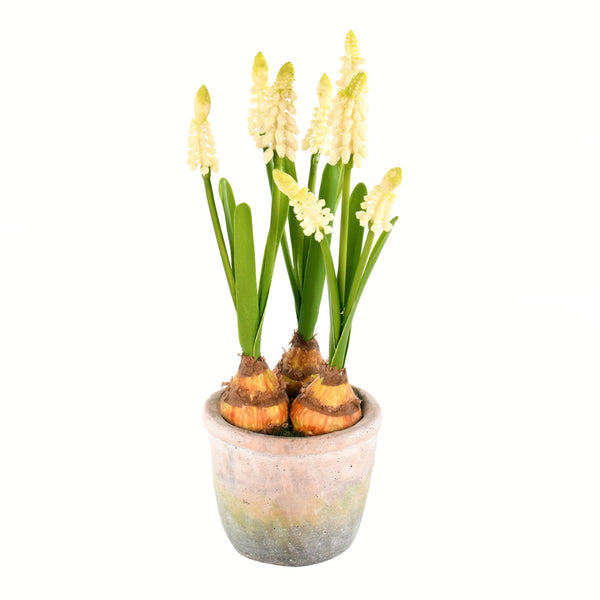 10" Yellow Hyacinths in Container 2/pk