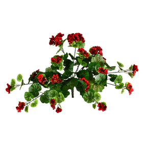 Hanging Geranium Bush