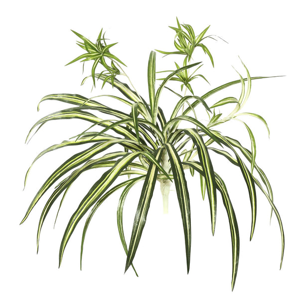 24" Spider Plant w/82 Green Lvs 2/Bag