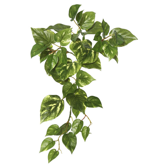 18" Green Pothos Hanging Bush Pk/3