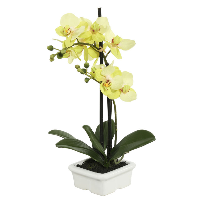 15.5" Green Potted Orchid