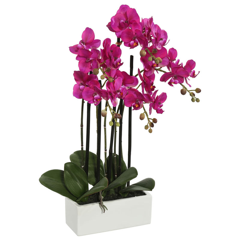 Potted Orchids