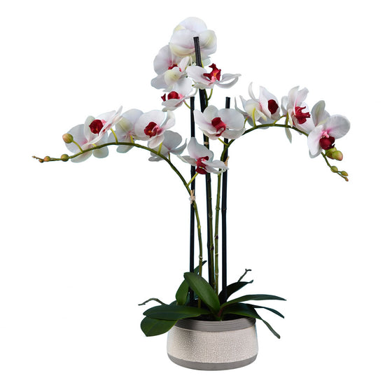 24" Pink Orchid in Ceramic Pot