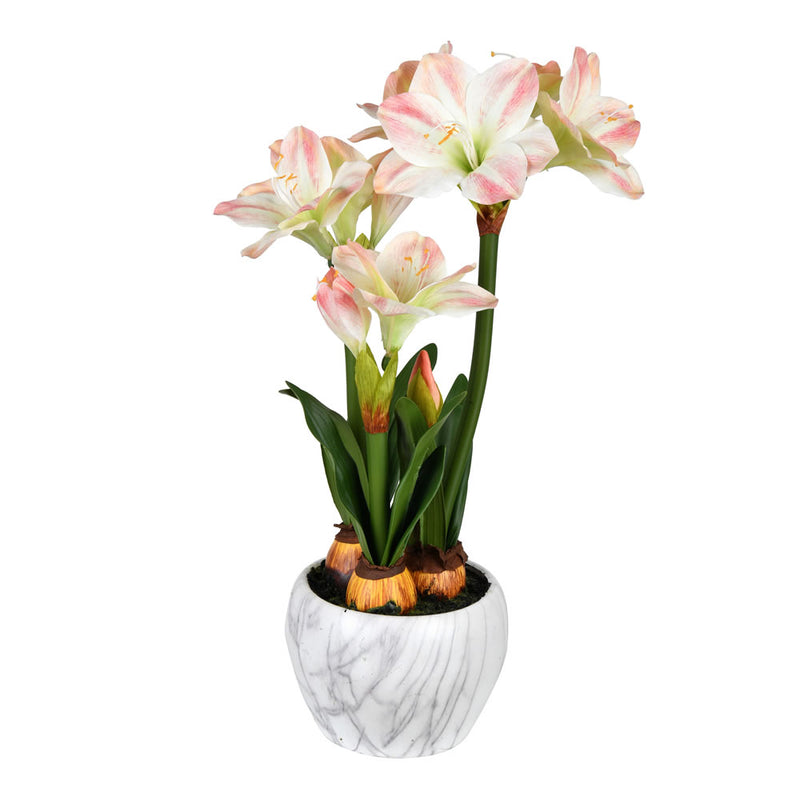 Amaryllis  Arrangement