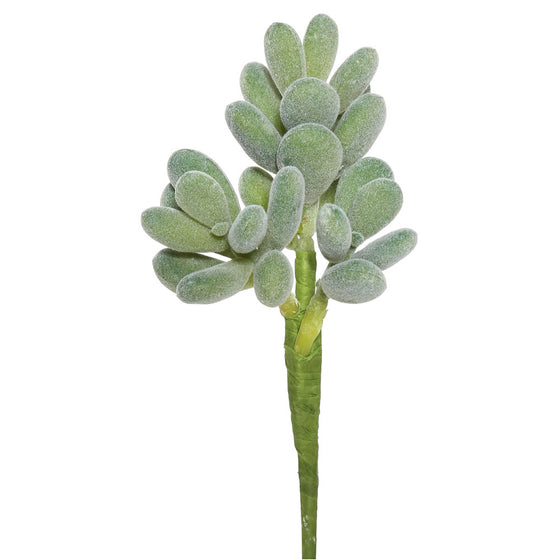 Crassula Plant