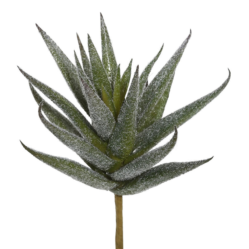 6.5" Aloe Vera Pick (PK/3)