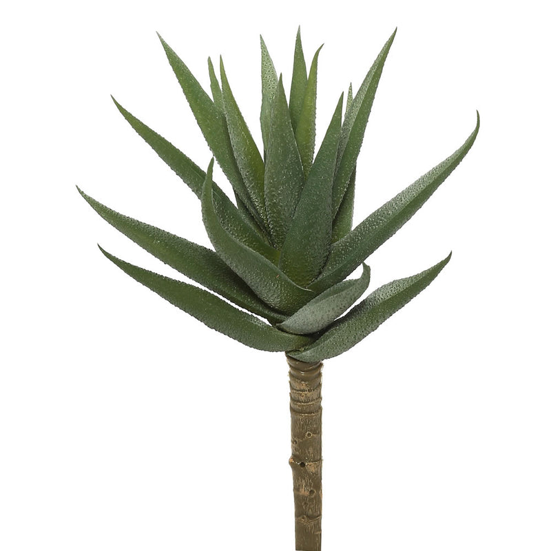 7.5" Aloe Vera (PK/3)