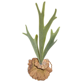 Staghorn Fern Picks
