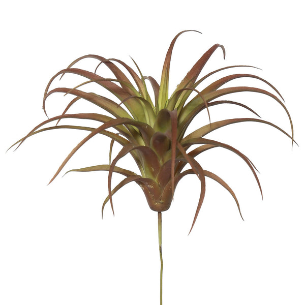 Tillandsia Picks