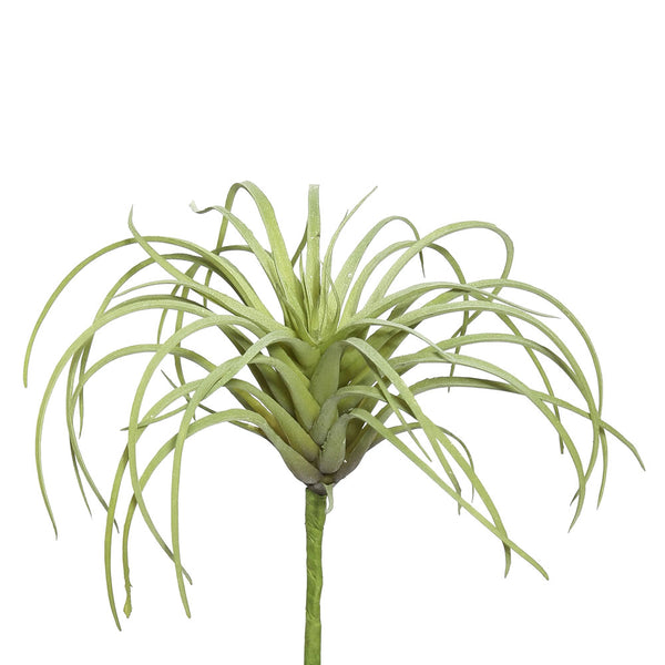 5" Tillandsia Pick Pk/6