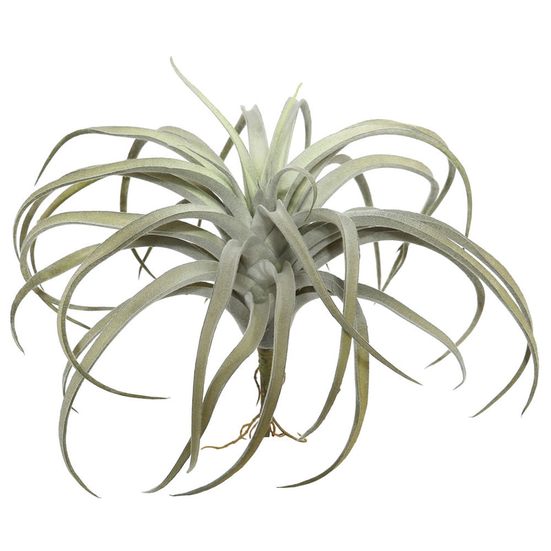 Tillandsia Picks