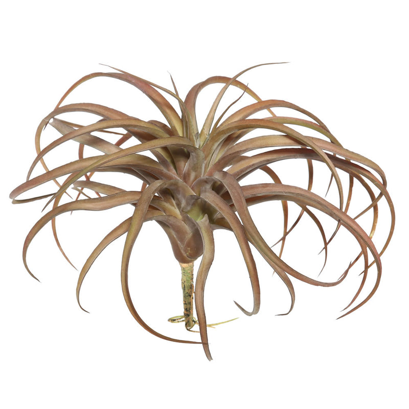 Tillandsia Picks