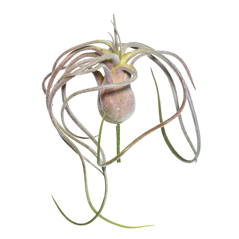 Tillandsia Picks