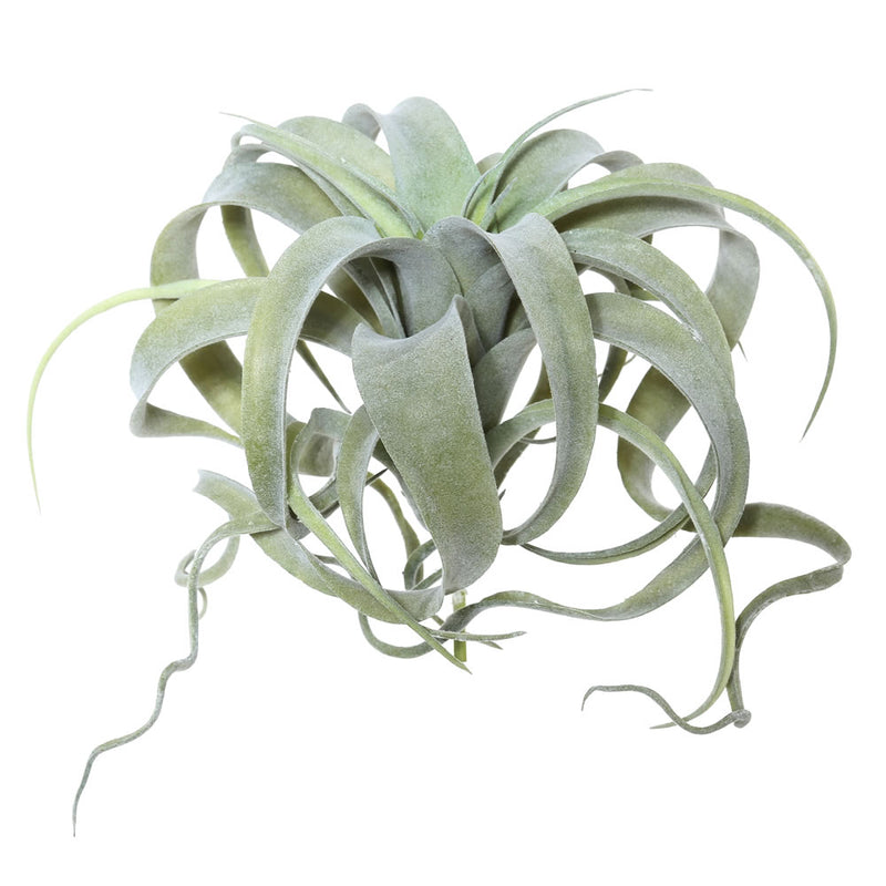 Tillandsia Picks