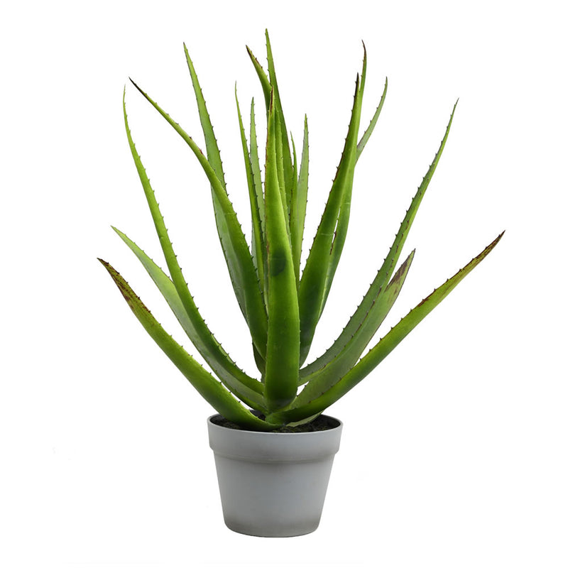 23" Green Aloe in Round Gray Pot